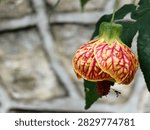 Side View Redvein Abutilon (Bunga Raya Tanglung) Callianthe picta Showing a Hanging Flower With Soft Background