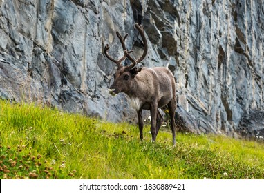 Side view of a Reindeer in front of a forest, Nordkapp, Finnmark, Norway