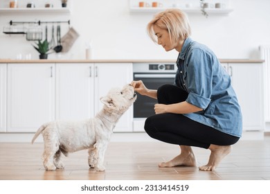 Side view of relaxed blonde woman in cozy wear crouching down to small white dog with treats in hand. Youthful caucasian lady breaking training up into short sessions by giving treats during rest. - Shutterstock ID 2313414519