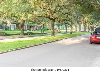 Side View Of Residential Street Covered By Live Oak Arched Tree Branches At Upscale Neighborhood In Houston, Texas. Car Parked Side Street, Woman Walks Dog. America Is Excellent Green, Clean Country