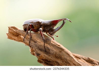 Side view of Rhinoceros beetle (Dynastinae) animal closeup (kumbang badak)  - Shutterstock ID 2376344335