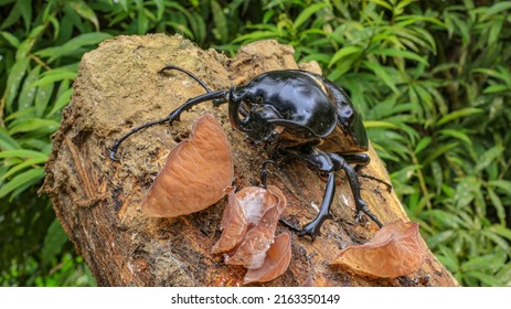 Side view of a Rhinoceros Beetle, Megasoma janus ramirezorum