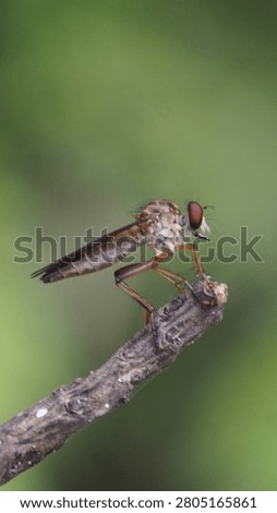 Side view of a robber fly (Asilidae) perched on a dry twig with a blurry green background