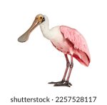 Side view of a Roseate Spoonbill, Platalea ajaja, Isolated on white