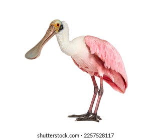 Side view of a Roseate Spoonbill, Platalea ajaja, Isolated on white