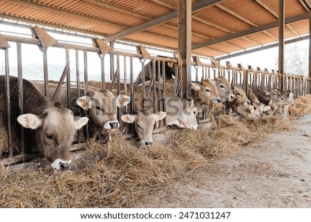 Side view of a row of cattle comfortably feed on hay in a well-structured barn, reflecting routine farm livestock management.
