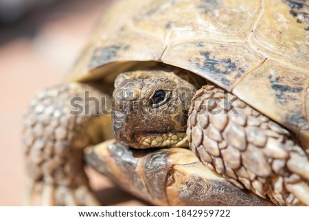 Side view of Russian tortoise outside on a patio in the sun showing its carapace, plastron, legs, shell, scutes, and head tucked slightly 
