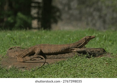 Side view of a salvator lizard basking on a rock in the morning