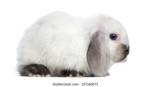 Side view of a Satin Mini Lop rabbit, isolated on white