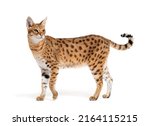 Side view of a savannah F1 cat, is a hybrid cat crossing between a serval and a domestic cat, Isolated on white