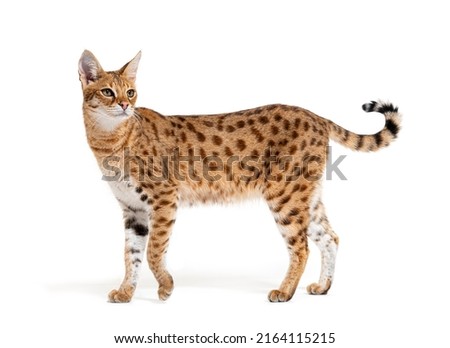 Side view of a savannah F1 cat, is a hybrid cat crossing between a serval and a domestic cat, Isolated on white