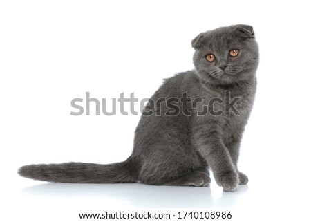 side view of scotish fold cat looking away and sitting isolated on white background