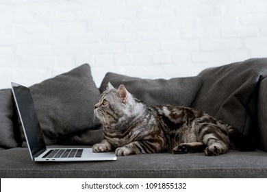 Side View Of Scottish Straight Cat With Laptop On Couch