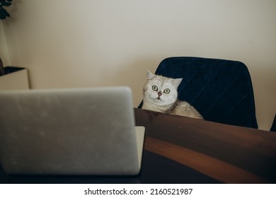 Side View Of Scottish Straight Cat With Laptop On Couch