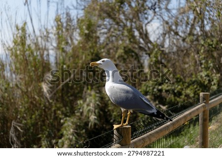 Side view of a seagull standing on a wooden fence with wire mesh, against a softly blurred background of trees and reeds.