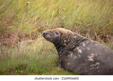 Side View Of A Seal Lying In The Grass At Donna Nook Seal Sanctuary Lincolnshire, UK. British Wildlife