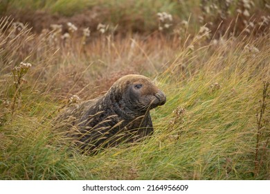 Side View Of Seal Lying In The Grass With Head Up At Donna Nook Seal Sanctuary Lincolnshire UK. British Wildlife