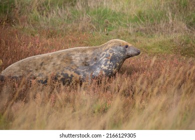 Side view of seal lying in the grass at Donna nook seal sanctuary Lincolnshire, UK. British wildlife
