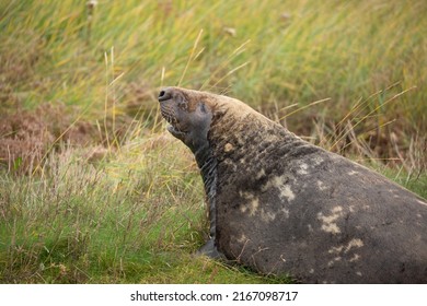 Side view of seal lying in the grass and making funny face at donna nook seal sanctuary Lincolnshire, UK. British wildlife