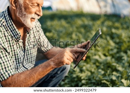 Side view of senior farmer doing watermelon quality control in greenhouse and scrolling on tablet.