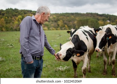 Side View of Senior Farmer Proudly Looking at His Black and White Cows in the Countryside Outdoors.