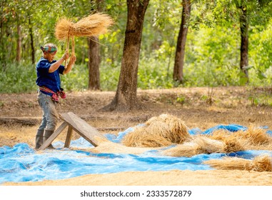 Side view of senior man work with local tools to get rice grain and use traditional method for working in concept of Asian famer lifestyle and happiness life.