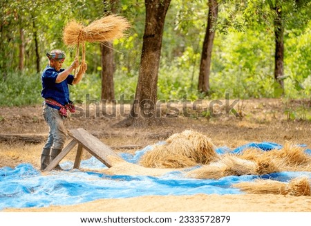 Side view of senior man work with local tools to get rice grain and use traditional method for working in concept of Asian famer lifestyle and happiness life.