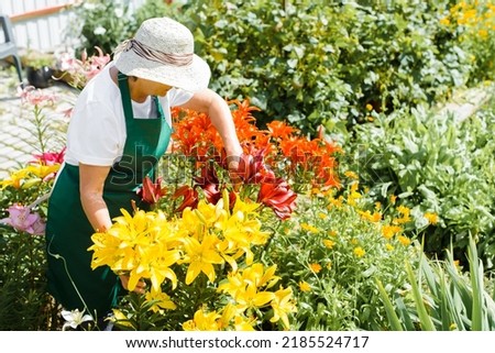 Side view of senior woman gardener in straw hat gardening, taking care of flowers on sunny day outdoors. Top angle view of an elderly woman standing in lily bed.