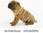 Side view of a Sharpei sitting against white background