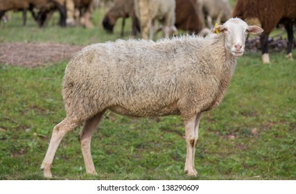 side view of sheep in the ground looking at camera, focus on eyes