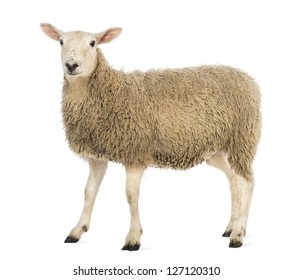 Side view of a Sheep looking at camera against white background