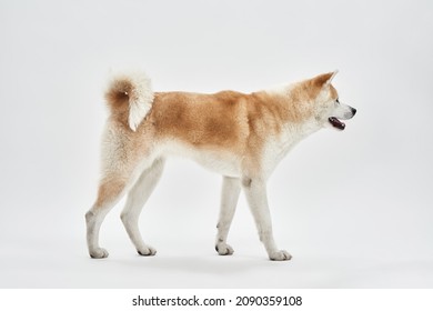 Side View Of Shiba Inu Dog With Open Mouth Going And Looking Away. Cute Furry Orange And White Dog. Human Friend. Pet Animal. Isolated On White Background. Studio Shoot