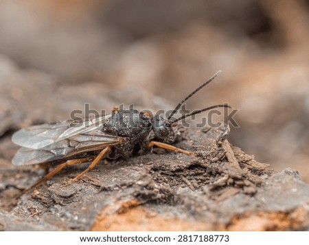 A side view shows a winged drone of the wood ant (Formica pratensis) walking across tree bark.