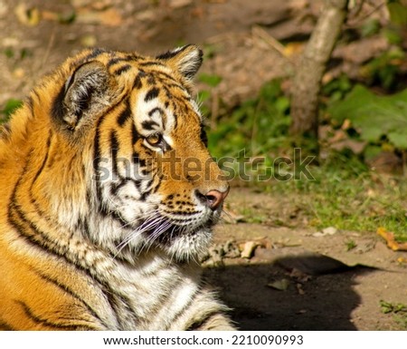 Side view of a siberian tiger