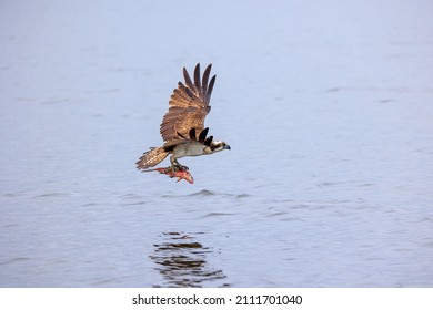 Side View Silhouette Of Osprey With Prey