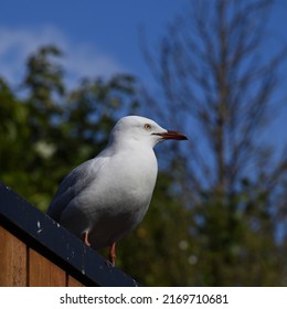 Side view of a silver gull, or seagull, perched atop a manmade structure while looking into the distance, with trees and blue sky in the background