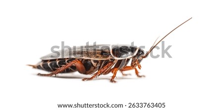 Side view of a Simandoa cave roach, Simandoa conserfariam, isolated on white