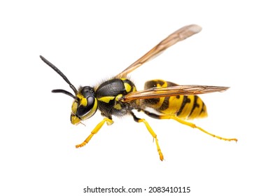side view of single european - german wasp ( Vespula germanica ) isolated on white background - alive - Shutterstock ID 2083410115