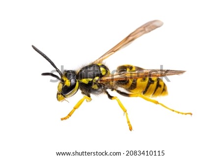 side view of single european - german wasp ( Vespula germanica ) isolated on white background - alive