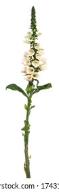 Side view of single stem Fox Glove flower, isolated on white background.
