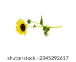 Side view single stem of Texas wild sunflower Maximilian with coarsely hairy stem and leaves isolated on white background, yellow ray around brown disk flowers maroon disc florets. Helianthus annuus