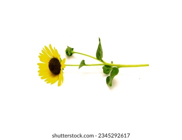 Side view single stem of Texas wild sunflower Maximilian with coarsely hairy stem and leaves isolated on white background, yellow ray around brown disk flowers maroon disc florets. Helianthus annuus