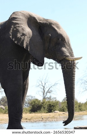 Side view of singular elephant 