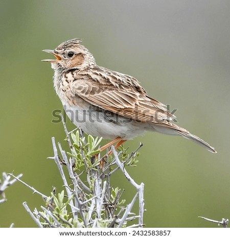 Side view of a skylark perched on a rock against a green wheat field background.