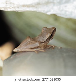 Side view of a small brown frog resting in a sheltered spot, macro wildlife photography.