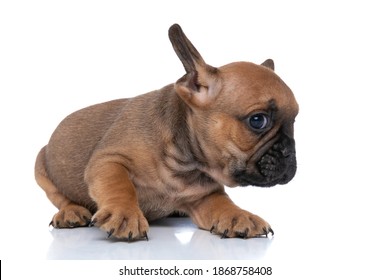 Side View Of A Small French Bulldog Dog Laying Down And Looking Away On White Background