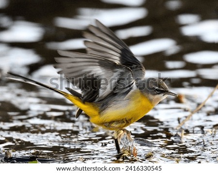 Side view of small yellow singing bird: Gray Wagtail (Motacilla cinerea) on the river bank in northern Germany in winter. Overeye stripe white, reins dark gray, iris dark brown, eye with white ring