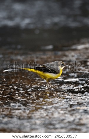 Side view of small yellow singing bird: Gray Wagtail (Motacilla cinerea) on the river bank in northern Germany in winter. Overeye stripe white, reins dark gray, iris dark brown, eye with white ring