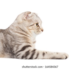 Side View Of Smiling Cat