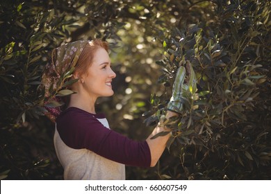 Side view of smiling young woman plucking olives from trees at farm - Powered by Shutterstock